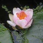 pond pond