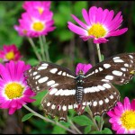 butterfly pink
