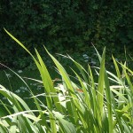 grass green grass