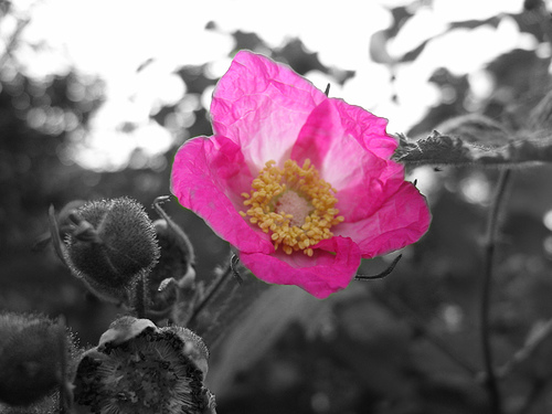 flowerPINK