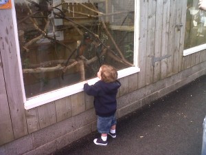 caleb monkeys monkey