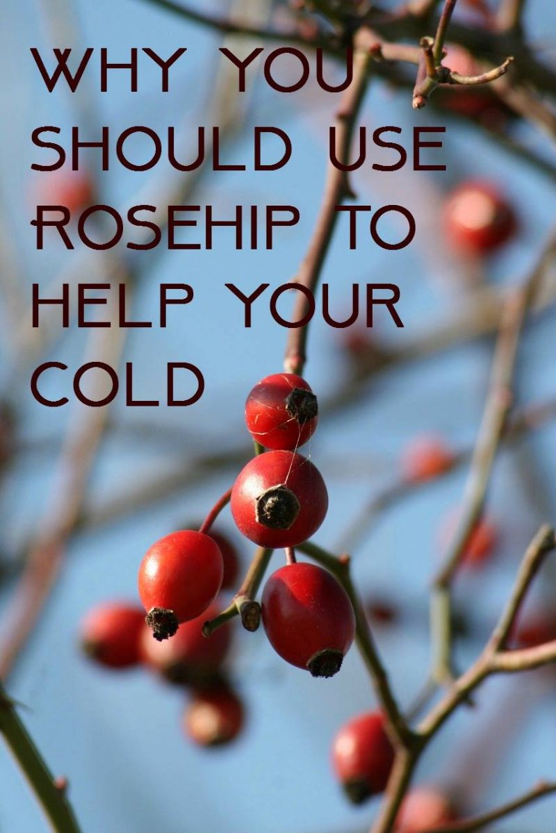 rosehip