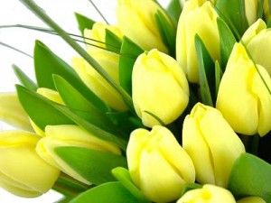 mothers day tulips