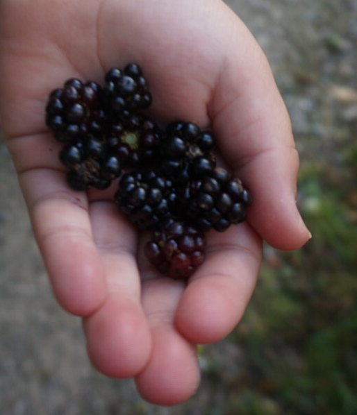 foraging