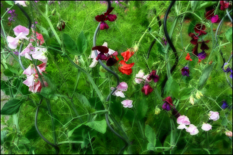 sweet peas