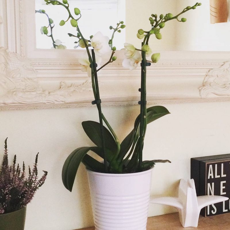 orchid 2, Mothers day Flowers that last