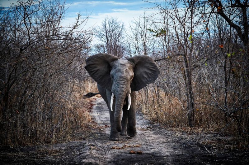 Elephant walking on forest trail.